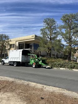 🦦Tree Trimming🪵