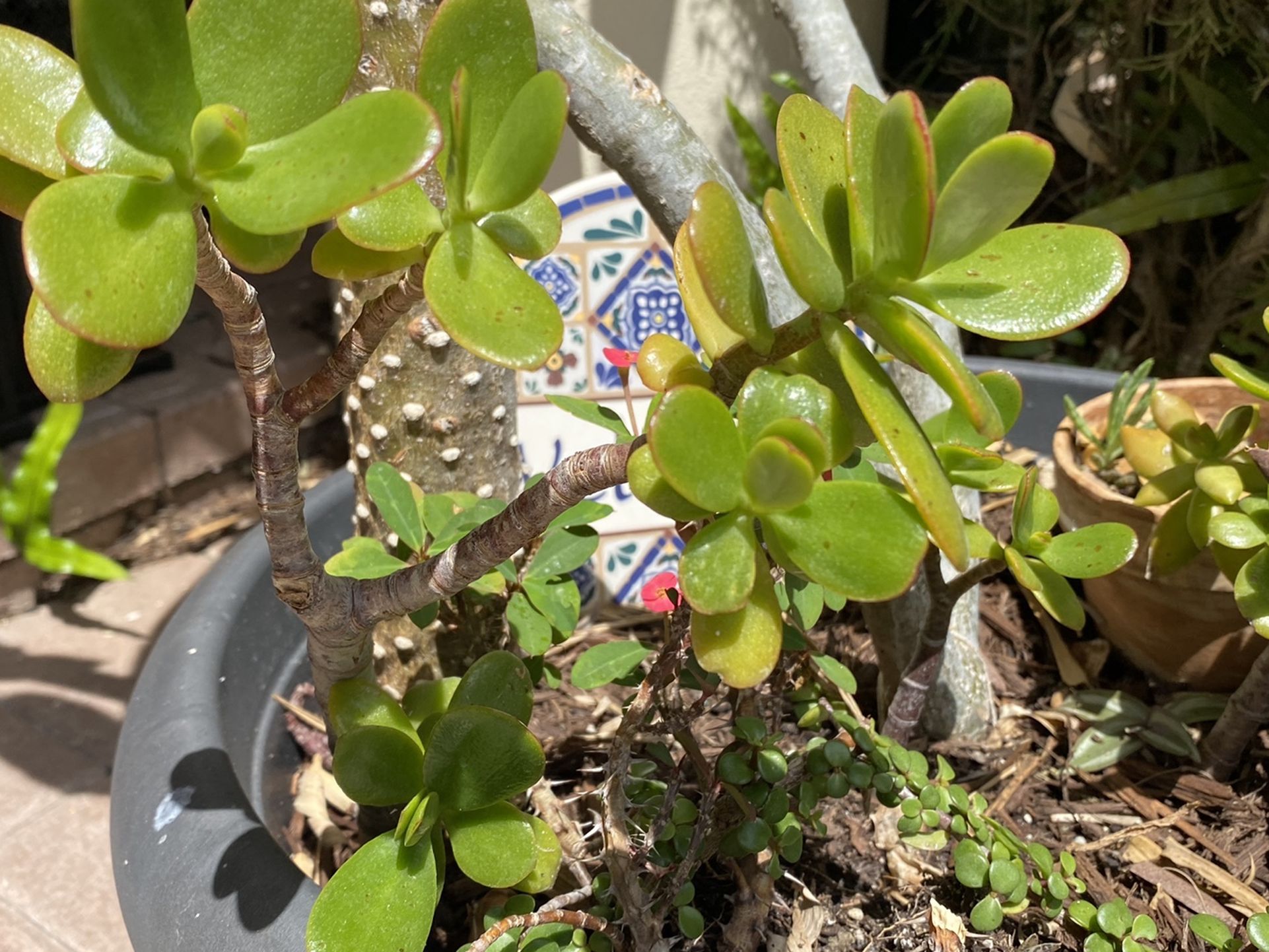 Jade Plant Succulant