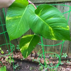 Giant (or Tiny!) Golden Hawaiian Queen Pothos