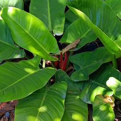 Green Congo Plants 7gl $25