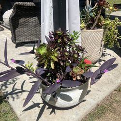 Large Beautiful Succulent 