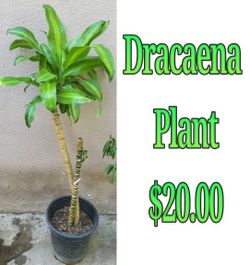 Dracaena Plant 