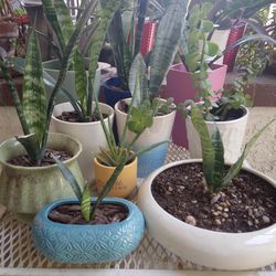  Snake Plants In Ceramic Pot's 5.00 Each Great Gifts