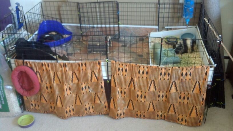 Guinea pig cage - FREE!