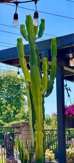 Potted cactus, succulent, tree, plants, garden
