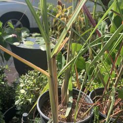 Lemongrass. 6$ Pot.   Xả Tím 