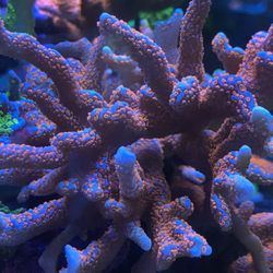 Bubble Gum Digi