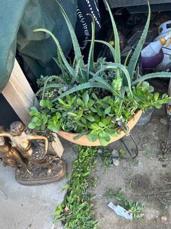 Large Terra Cotta Planter with Aloe and Succulents