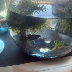 Fish - FREE