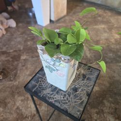 7in Ceramic Pot With Vining Princess Plant 