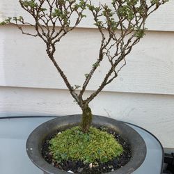 Bonsai tree 9 inches