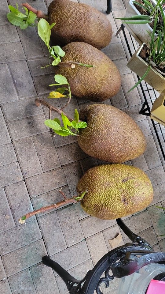 Jack Fruit For Sales $2.00 Per Pound