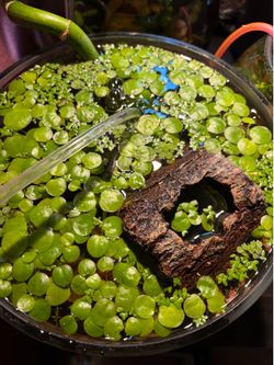 frogbit