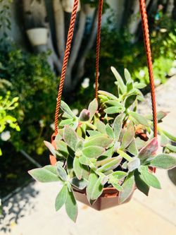 Red Velvet succulent in a 5’ hanging basket