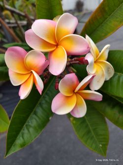 Plumerias plant Renbow bluming