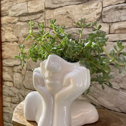 Succulent "Pink Ice" House Plant In 6"H Head Planter Pot.