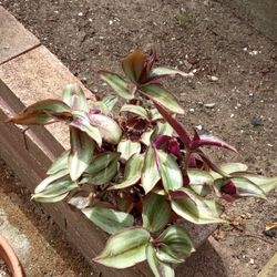 Tradescantia Zebrina Plant