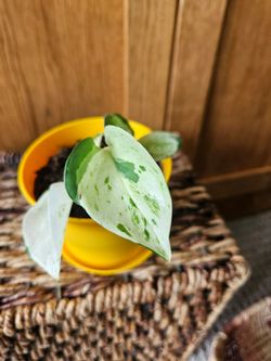 Manjula Pothos (Yellow pot-C)