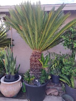 Sago Palm