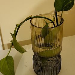 Organic Pothos Plant
