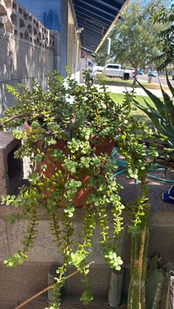 Elephant plant
