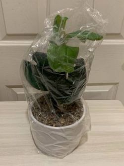 Brand New 13 Inch Artificial Potted Fiddle Leaf Plant & White Pot