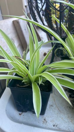 Spider plant