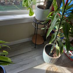 Plant Stand