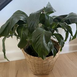 Peace Lily Plant In Woven Basket