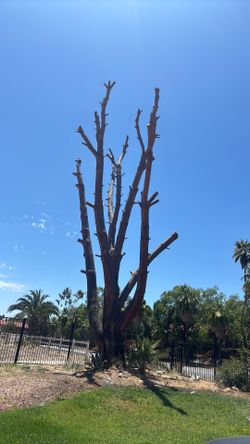 Free firewood