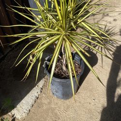 Variegated Madagascar Dragon Tree