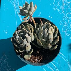 Succulent 