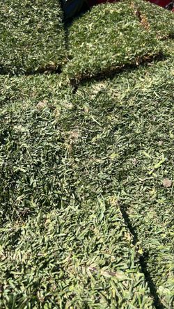 San Agustin grass 15 “x24 “
