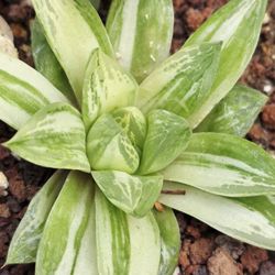 Variegated Howorthia Korean Imported Pick In Upland Or Ship To You