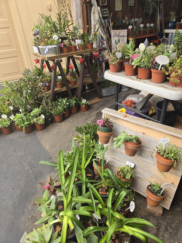 Healthy succulents at lower than retail prices