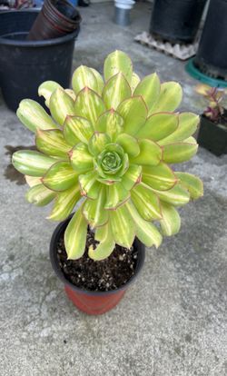Succulent Plants 