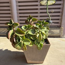 Large Potted Succulent Outdoor Plant 