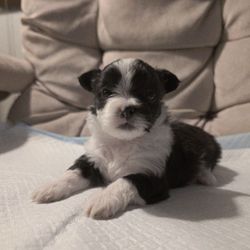 Puppy Pads