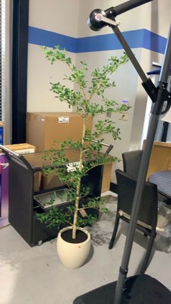 6ft artificial black olive tree $120