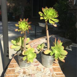 Beautiful Succulent Suculentos