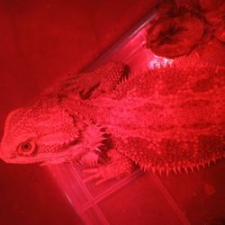 Selling this toy Lizards?