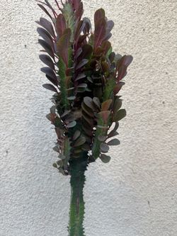 Euphorbia Trigona Milk Tree Cactus Plant