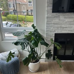 Large Monstera Plant 