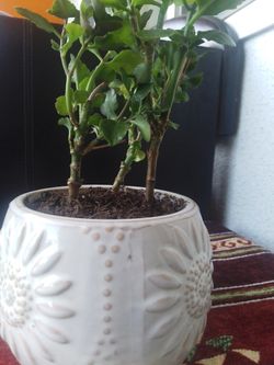 Planet garden indoor outdoor ceramic pot white Christmas gift decor