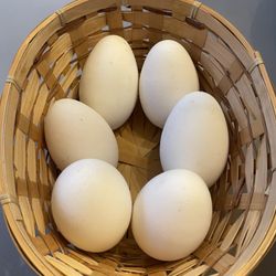 Goose Eggs $3.00 Each