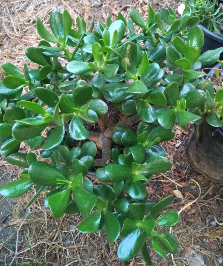 Jade Succulent Plant