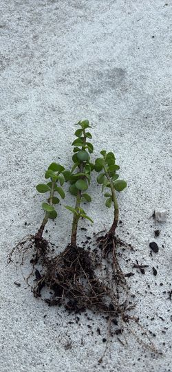 Elephant Bush Cutting