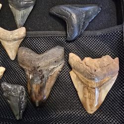 Meg Teeth Collection