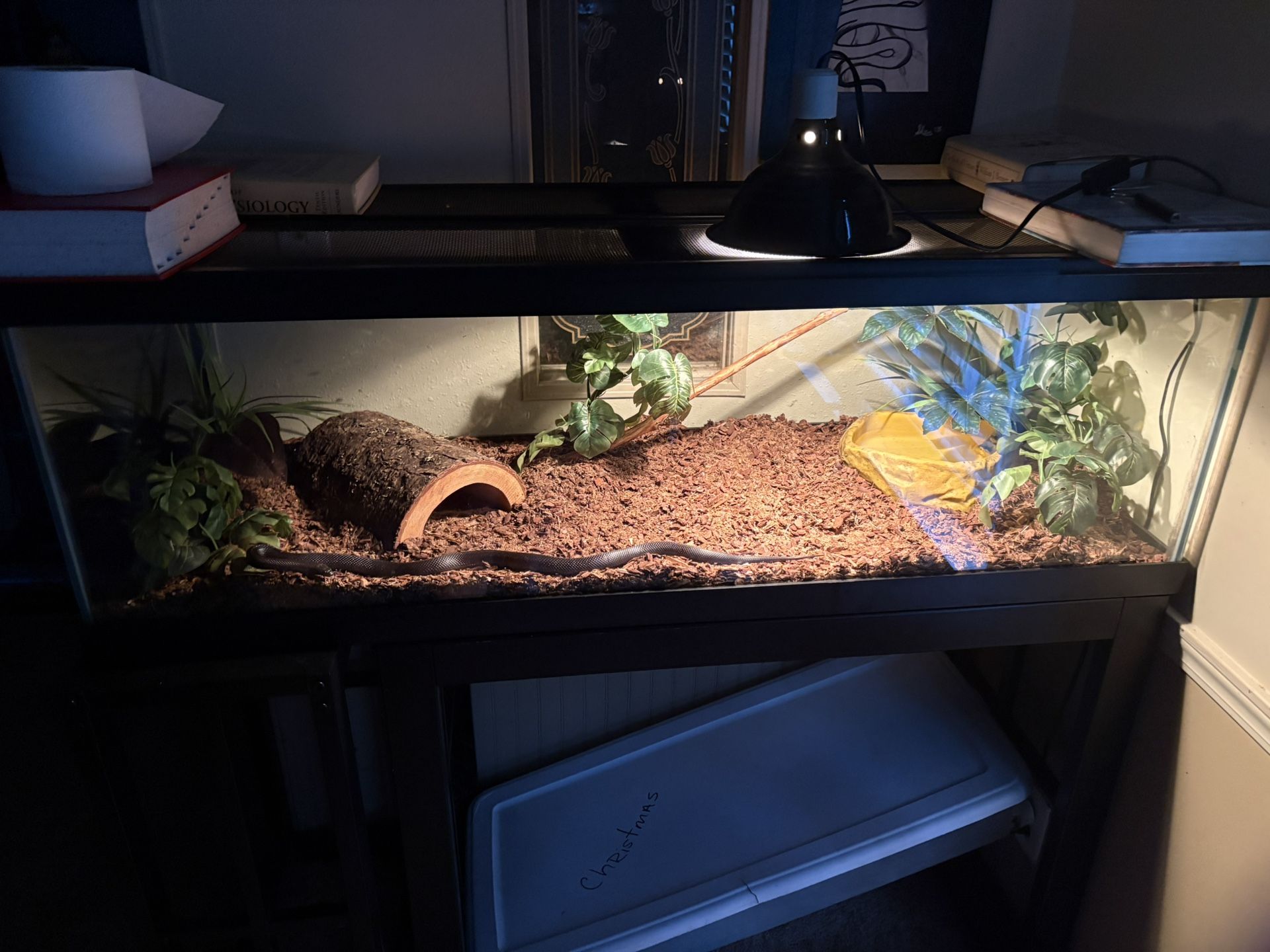 60 Gallon Snake Tank 