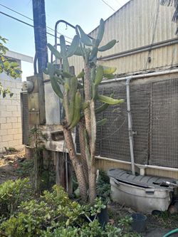 Cactus tree / Arbol De Nopales